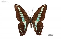 藏品(青鳳蝶)的圖片